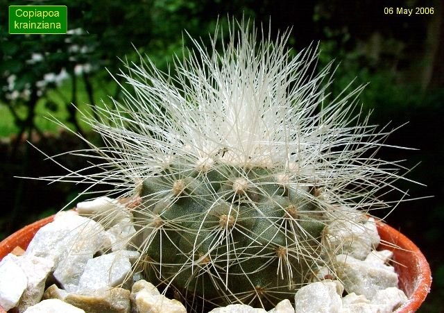Copiapoa_ krainziana _01